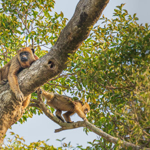 2019-09-22 - Zwarte brulapen (vrouwtjes)<br/>Rio Yacuma - Santa Rosa - Bolivia<br/>Canon EOS 7D Mark II - 400 mm - f/5.6, 1/250 sec, ISO 400