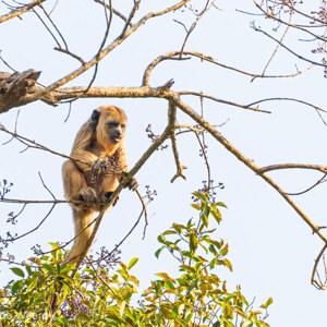 2019-09-22 - Zwarte brulaap (vrouwtje)<br/>Rio Yacuma - Santa Rosa - Bolivia<br/>Canon EOS 7D Mark II - 400 mm - f/5.6, 1/1000 sec, ISO 800