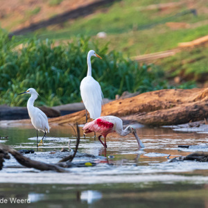 2019-09-23 - Roze lepelaar, grote zilverreiger en kleine zilverreiger<br/>Rio Yacuma - Santa Rosa - Bolivia<br/>Canon EOS 7D Mark II - 400 mm - f/5.6, 1/1000 sec, ISO 1600