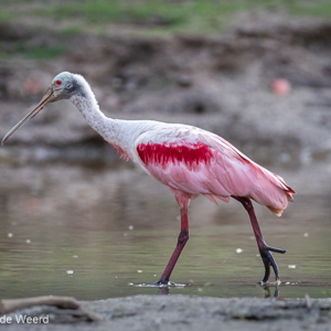 2019-09-23 - Roze lepelaar (Platalea ajaja, Roseate spoonbill)<br/>Rio Yacuma - Santa Rosa - Bolivia<br/>Canon EOS 7D Mark II - 321 mm - f/5.6, 1/800 sec, ISO 1600