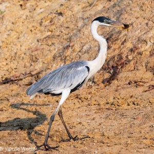 2019-09-23 - Blauwe reiger met net gevangen vis<br/>Rio Yacuma - Santa Rosa - Bolivia<br/>Canon EOS 7D Mark II - 255 mm - f/5.6, 1/2500 sec, ISO 1600