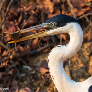2019-09-23 - Blauwe reiger met net gevangen vis<br/>Rio Yacuma - Santa Rosa - Bolivia<br/>Canon EOS 7D Mark II - 400 mm - f/5.6, 1/1000 sec, ISO 1600