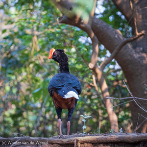 2019-09-23 - Tja, hoe heet deze vogel?<br/>Rio Yacuma - Santa Rosa - Bolivia<br/>Canon EOS 7D Mark II - 255 mm - f/5.6, 1/250 sec, ISO 1600