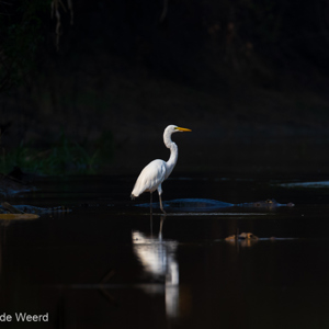 2019-09-23 - Grote zilverreiger tussen de kaaimannen<br/>Rio Yacuma - Santa Rosa - Bolivia<br/>Canon EOS 7D Mark II - 400 mm - f/5.6, 1/2000 sec, ISO 1600