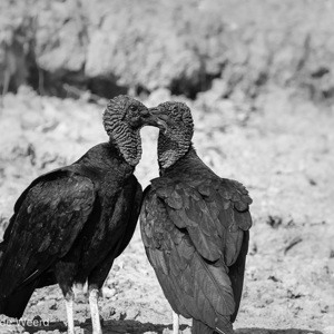 2019-09-23 - Zwarte gier (Coragyps atratus)<br/>Rio Yacuma - Santa Rosa - Bolivia<br/>Canon EOS 7D Mark II - 400 mm - f/5.6, 1/2500 sec, ISO 1600