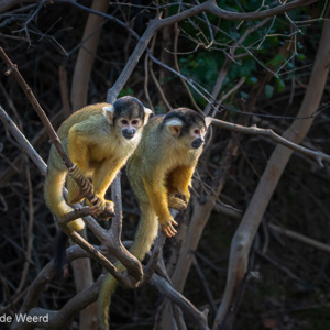2019-09-23 - Boliviaanse doodshoofdaap (Saimiri boliviensis)<br/>Rio Yacuma - Santa Rosa - Bolivia<br/>Canon EOS 7D Mark II - 100 mm - f/8.0, 1/320 sec, ISO 1600