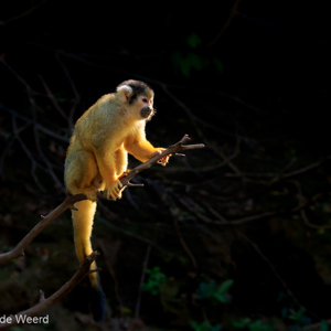 2019-09-23 - Boliviaanse doodshoofdaap (Saimiri boliviensis)<br/>Rio Yacuma - Santa Rosa - Bolivia<br/>Canon EOS 7D Mark II - 100 mm - f/5.6, 1/800 sec, ISO 1600