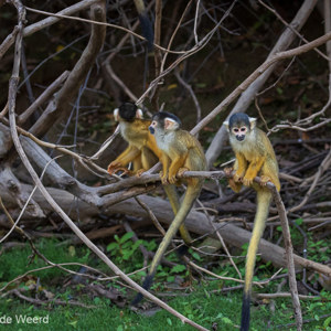2019-09-23 - Boliviaanse doodshoofdaap (Saimiri boliviensis)<br/>Rio Yacuma - Santa Rosa - Bolivia<br/>Canon EOS 7D Mark II - 135 mm - f/5.6, 1/500 sec, ISO 1600