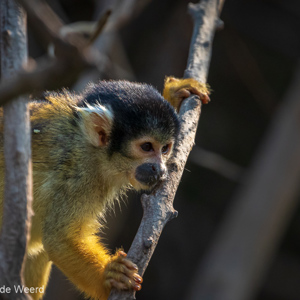 2019-09-23 - Boliviaanse doodshoofdaap (Saimiri boliviensis)<br/>Rio Yacuma - Santa Rosa - Bolivia<br/>Canon EOS 7D Mark II - 400 mm - f/5.6, 1/1600 sec, ISO 1600