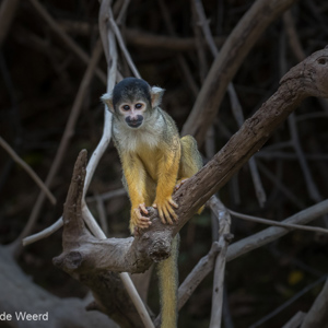 2019-09-23 - Boliviaanse doodshoofdaap (Saimiri boliviensis)<br/>Rio Yacuma - Santa Rosa - Bolivia<br/>Canon EOS 7D Mark II - 214 mm - f/8.0, 1/400 sec, ISO 1600