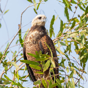 2019-09-23 - Moerasbuizerd (Busarellus nigricollis, Black-collared hawk)<br/>Rio Yacuma - Santa Rosa - Bolivia<br/>Canon EOS 7D Mark II - 300 mm - f/5.0, 1/2500 sec, ISO 1600