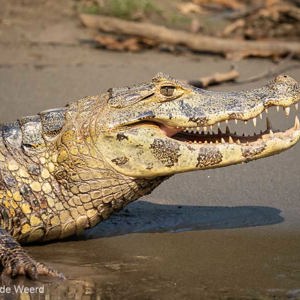 2019-09-23 - Gevaarlijke bek vol tanden<br/>Rio Yacuma - Santa Rosa - Bolivia<br/>Canon EOS 7D Mark II - 220 mm - f/5.6, 1/2500 sec, ISO 1250