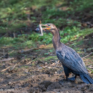 2019-09-23 - Aalscholver (Phalacrocorax carbo, Great cormorant) met net gevan<br/>Rio Yacuma - Santa Rosa - Bolivia<br/>Canon EOS 7D Mark II - 349 mm - f/5.6, 1/1000 sec, ISO 1600