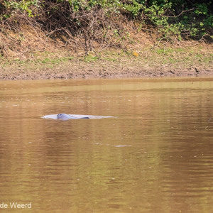 2019-09-23 - Een héél klein stukje rug van een roze dolfijn<br/>Rio Yacuma - Santa Rosa - Bolivia<br/>Canon EOS 7D Mark II - 100 mm - f/8.0, 1/1000 sec, ISO 1600