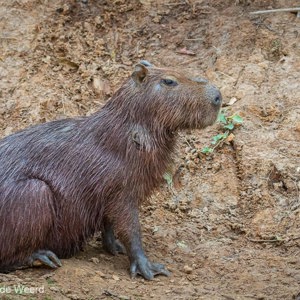 2019-09-23 - Portret van een Capibara<br/>Rio Yacuma - Santa Rosa - Bolivia<br/>Canon EOS 7D Mark II - 100 mm - f/5.6, 1/500 sec, ISO 1600