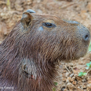 2019-09-23 - Close-up van een Capibara<br/>Rio Yacuma - Santa Rosa - Bolivia<br/>Canon EOS 7D Mark II - 255 mm - f/5.6, 1/400 sec, ISO 1600