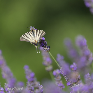 2020-07-12 - Koningspage vlinder in de tuin<br/>Saint-Amand-de-Belvès - Frankrijk<br/>Canon EOS 5D Mark III - 400 mm - f/5.6, 1/800 sec, ISO 400