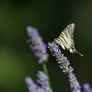 2020-07-12 - Koningspage vlinder in de tuin<br/>Saint-Amand-de-Belvès - Frankrijk<br/>Canon EOS 5D Mark III - 400 mm - f/5.6, 1/640 sec, ISO 400