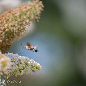 2020-07-14 - Kolibrie-vlinder<br/>Tuinen van Eyrignac - Salignac-Eyvigues - Frankrijk<br/>Canon EOS 5D Mark III - 400 mm - f/5.6, 1/1000 sec, ISO 800