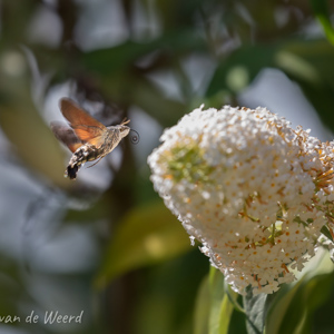 2020-07-14 - Kolibrie-vlinder, mooi die opgerolde tong<br/>Tuinen van Eyrignac - Salignac-Eyvigues - Frankrijk<br/>Canon EOS 5D Mark III - 400 mm - f/5.6, 1/800 sec, ISO 800