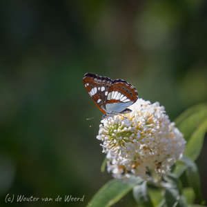 2020-07-14 - Blauwe ijsvogelvlinder<br/>Tuinen van Eyrignac - Salignac-Eyvigues - Frankrijk<br/>Canon EOS 5D Mark III - 400 mm - f/5.6, 1/800 sec, ISO 800