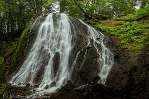 Auvergne - Murol, bos