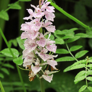 2020-07-16 - Een orchidee onderweg tijdens de wandeling<br/>Vallée de Chaudefour - Chambon-sur-Lac - Frankrijk<br/>Canon PowerShot SX70 HS - 196.5 mm - f/6.3, 1/320 sec, ISO 800