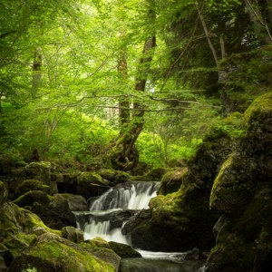 2020-07-16 - Iets verder ingezoomd op de bomen<br/>Watervallen van Chiloza - Besse en Chandesse - Frankrijk<br/>Canon EOS 5D Mark III - 60 mm - f/11.0, 0.5 sec, ISO 400