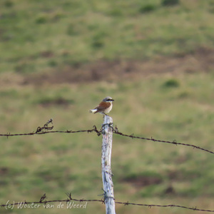 2020-07-18 - Klapekster op een paaltje<br/>Mont-Dore - Frankrijk<br/>Canon PowerShot SX70 HS - 247 mm - f/6.5, 1/200 sec, ISO 125