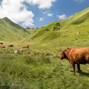 2020-07-18 - Een kudde koeien hoort er wel echt bij<br/>Puy de Sancy - Mont-Dore - Frankrijk<br/>Canon EOS 5D Mark III - 31 mm - f/8.0, 0.01 sec, ISO 200