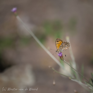 2020-07-20 - Deze vlinder lijkt een Hooibeestje<br/>Weiland langs de weg - Ternant-les-Eaux - Frankrijk<br/>Canon EOS 5D Mark III - 400 mm - f/5.6, 1/640 sec, ISO 200