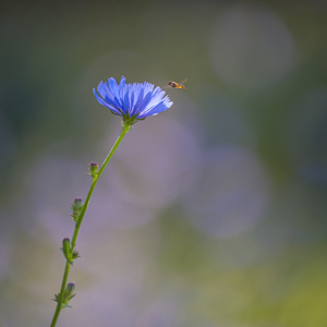 2020-07-20 - Korenbloem met bij erbij<br/>Weiland langs de weg - Ternant-les-Eaux - Frankrijk<br/>Canon EOS 5D Mark III - 400 mm - f/5.6, 1/60 sec, ISO 200