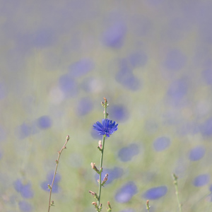 2020-07-20 - Korenbloemen<br/>Weiland langs de weg - Ternant-les-Eaux - Frankrijk<br/>Canon EOS 5D Mark III - 400 mm - f/5.6, 1/320 sec, ISO 200