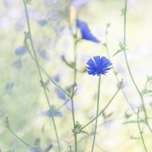 2020-07-20 - Korenbloemen<br/>Weiland langs de weg - Ternant-les-Eaux - Frankrijk<br/>Canon EOS 5D Mark III - 100 mm - f/3.5, 1/320 sec, ISO 200