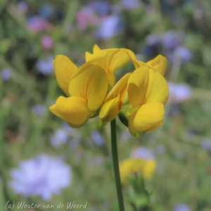 2020-07-20 - Gele bloem tussen de korenbloemen<br/>Weiland langs de weg - Ternant-les-Eaux - Frankrijk<br/>Canon PowerShot SX70 HS - 15.5 mm - f/8.0, 1/500 sec, ISO 100