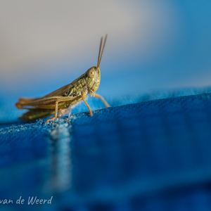 2020-07-20 - Sprinkhaan op Wouters fototas<br/>Weiland langs de weg - Ternant-les-Eaux - Frankrijk<br/>Canon EOS 5D Mark III - 100 mm - f/2.8, 1/2000 sec, ISO 200
