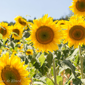 2020-07-20 - Zonnebloemen, je wordt er direct vrolijk van<br/>Vallée des Saints - Boudes - Frankrijk<br/>Canon EOS 5D Mark III - 70 mm - f/8.0, 1/80 sec, ISO 200