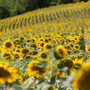 2020-07-20 - Hele velden vol met zonnebloemen<br/>Vallée des Saints - Boudes - Frankrijk<br/>Canon EOS 5D Mark III - 170 mm - f/5.6, 1/400 sec, ISO 200