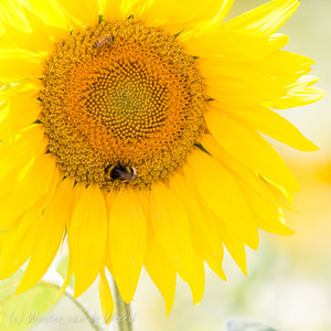 2020-07-20 - Zonnebloem met bijen<br/>Vallée des Saints - Boudes - Frankrijk<br/>Canon EOS 5D Mark III - 400 mm - f/5.6, 1/200 sec, ISO 400