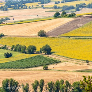 2020-07-21 - Glooiende velden met wijngaarden en koolzaad<br/>Saint-Amand-Tallende - Frankrijk<br/>Canon EOS 5D Mark III - 340 mm - f/8.0, 1/160 sec, ISO 200