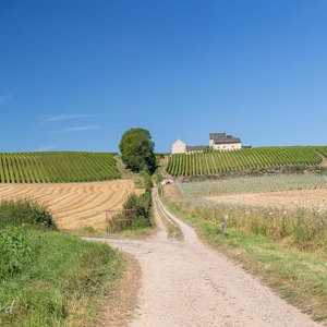 2020-07-23 - Wijgaarden op de heuvels<br/>NS Maastricht wandeling - Kanne - Maastricht - België - Nederland<br/>Canon EOS 5D Mark III - 70 mm - f/8.0, 1/125 sec, ISO 200
