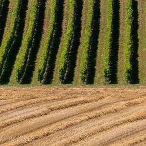 2020-07-23 - Patronen in het landschap<br/>NS Maastricht wandeling - Kanne - Maastricht - België - Nederland<br/>Canon EOS 5D Mark III - 400 mm - f/8.0, 1/125 sec, ISO 200