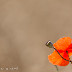 2020-07-23 - Klaproos<br/>NS Maastricht wandeling - Kanne - Maastricht - België - Nederland<br/>Canon EOS 5D Mark III - 400 mm - f/5.6, 1/500 sec, ISO 200