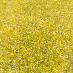 2020-07-23 - Heel veel gele bloemen<br/>Sint-Pietersberg - Maastricht - Nederland<br/>Canon EOS 5D Mark III - 70 mm - f/8.0, 1/320 sec, ISO 200