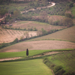 2013-04-26 - Eenzame cipres<br/>Val d'Orcia - Pienza - Italië<br/>Canon EOS 7D - 320 mm - f/8.0, 1/320 sec, ISO 800