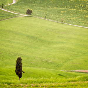 2013-04-27 - Cipressen in glooiend landschap<br/>Val d'Orcia - Pienza - Italië<br/>Canon EOS 7D - 130 mm - f/8.0, 1/250 sec, ISO 400