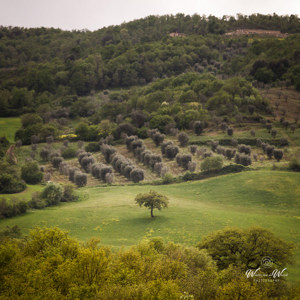 2013-04-27 - Mooie ronde boom-vormen<br/>Val d'Orcia - Pienza - Italië<br/>Canon EOS 7D - 105 mm - f/8.0, 1/200 sec, ISO 400