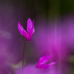 2013-04-27 - Bijzondere bloemvorm<br/>Val d'Orcia - Pienza - Italië<br/>Canon EOS 7D - 100 mm - f/3.5, 0.01 sec, ISO 400