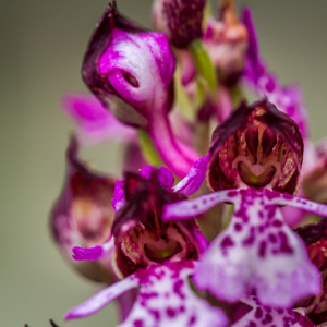 2013-04-27 - Orchidee - het is net een poppetje met gezicht<br/>Val d'Orcia - Pienza - Italië<br/>Canon EOS 7D - 100 mm - f/5.0, 1/500 sec, ISO 400