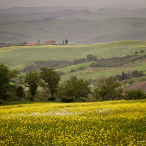 2013-04-27 - Een gele bloemenzee<br/>Val d'Orcia - Pienza - Italië<br/>Canon EOS 7D - 105 mm - f/11.0, 1/60 sec, ISO 400